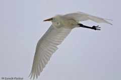 Silberreiher - Zum Vergroessern klicken!